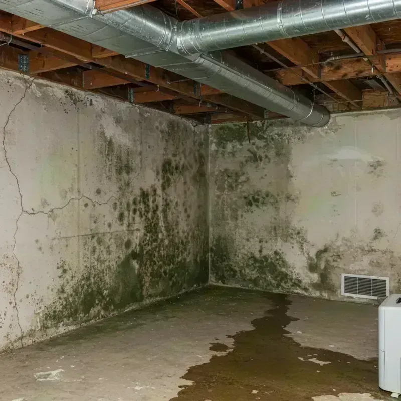 Professional Mold Removal in Effingham County, IL